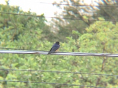 Hirundo rustica