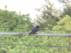 Hirundo rustica