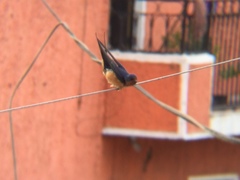 Hirundo rustica