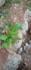 Angiospermae