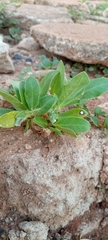 Angiospermae