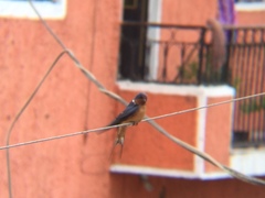 Hirundo rustica
