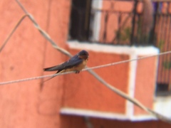 Hirundo rustica