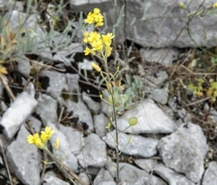 Aurinia sinuata
