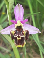 Ophrys × minuticauda
