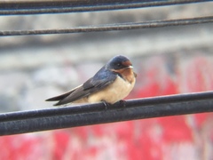 Hirundo rustica