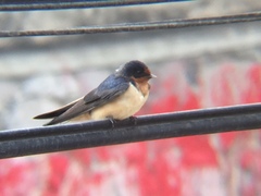Hirundo rustica