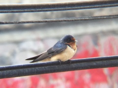 Hirundo rustica