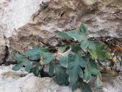 Pleopeltis fallacissima