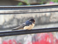 Hirundo rustica