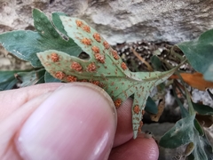 Pleopeltis fallacissima