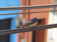 Hirundo rustica