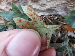 Pleopeltis fallacissima