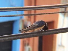 Hirundo rustica