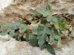 Pleopeltis fallacissima