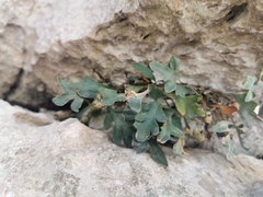 Pleopeltis fallacissima