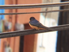 Hirundo rustica