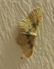 Idaea intermedia