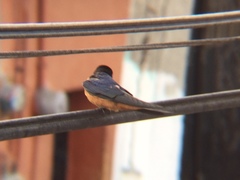 Hirundo rustica