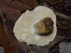 Russula ballouii