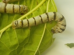 Bombyx mori