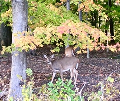 Odocoileus virginianus