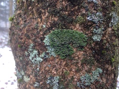 Physconia leucoleiptes