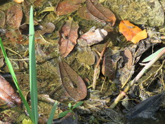 Plagioneurus univittatus