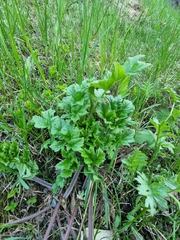 Heracleum sphondylium