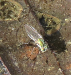 Plagioneurus univittatus