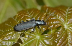 Ischnomera cinerascens