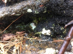 Scytinium dactylinum