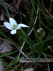 Stylidium subulatum