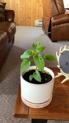 Capsicum annuum annuum