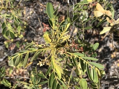 Senna gaudichaudii
