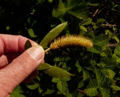 Salix lasiandra caudata