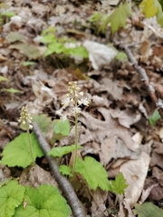 Tiarella stolonifera