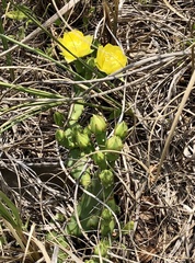 Opuntia drummondii