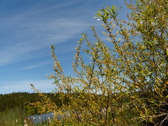 Salix lasiandra caudata