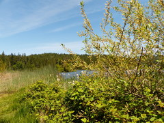 Salix lasiandra caudata