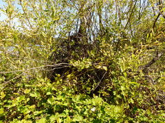 Salix lasiandra caudata