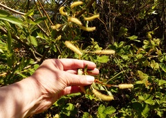 Salix lasiandra caudata