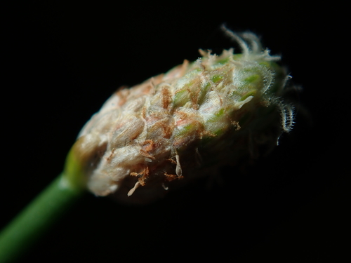 Eleocharis geniculata