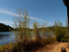Salix exigua hindsiana