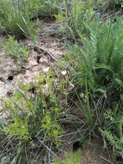 Holosteum glutinosum