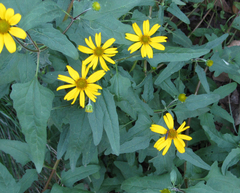 Heliopsis parvifolia
