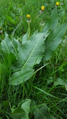 Bistorta officinalis