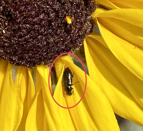 iNaturalist observation photo of Soft-winged Flower Beetles