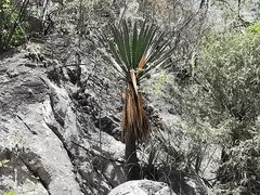 Yucca carnerosana