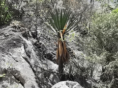 Yucca carnerosana